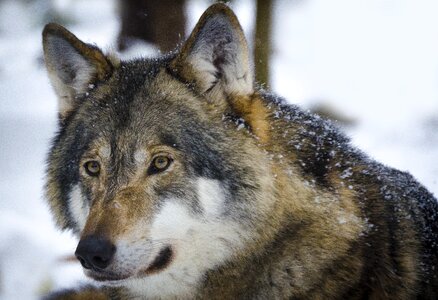 Predators animals wild