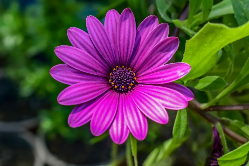 Flower summer garden