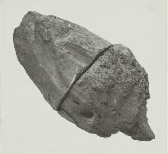 ETH-BIB-Friedlaender-Unipolare Spindel, ebendaher-Hs 0625a-0002-040