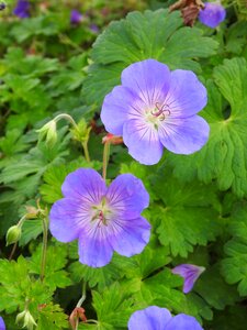 Purple flower plant nature