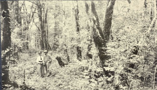 ETH-BIB-Friedlaender-Wald auf flacher, alter Lava südlich des Shoji Sees (Fuji)-Ans 05420-128-AL-FL