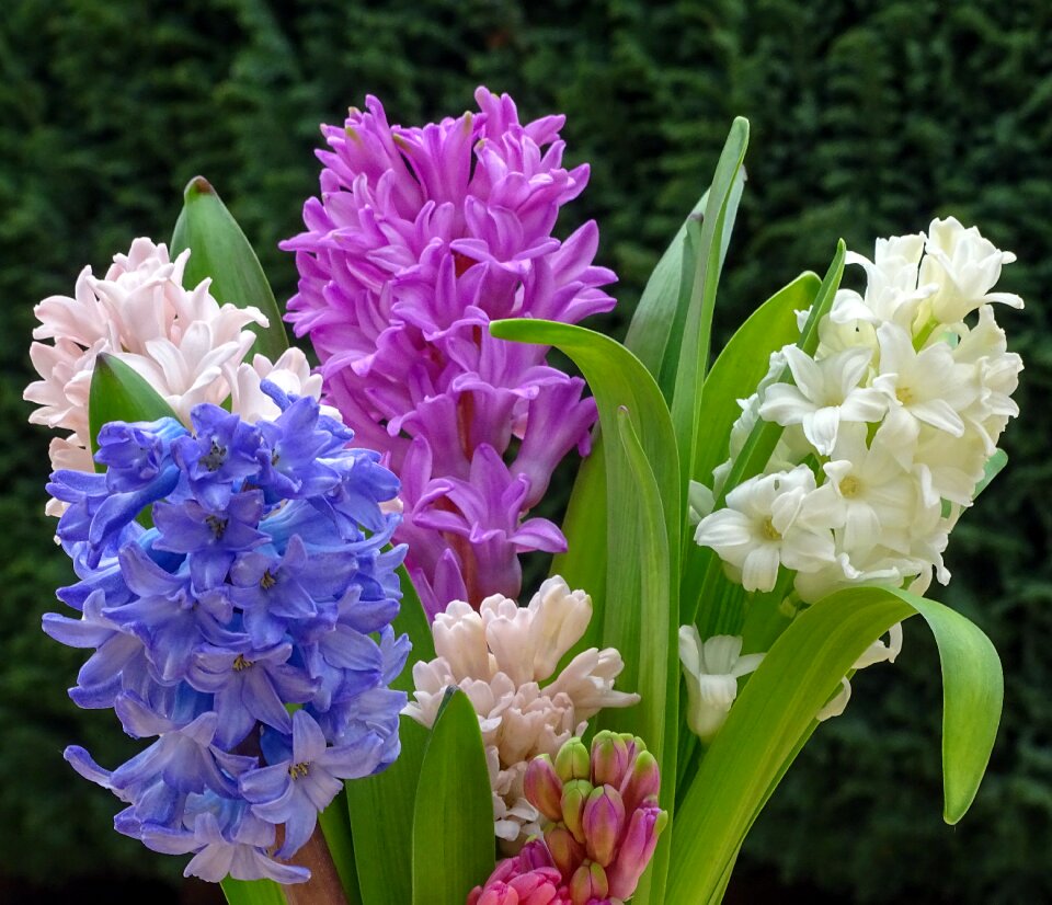 Flower spring flower blossom
