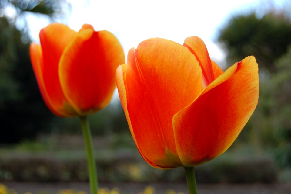 Flora petal orange
