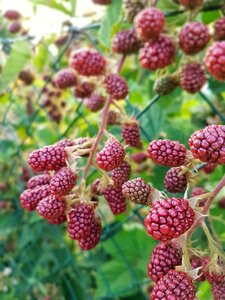 Berries nature fruits