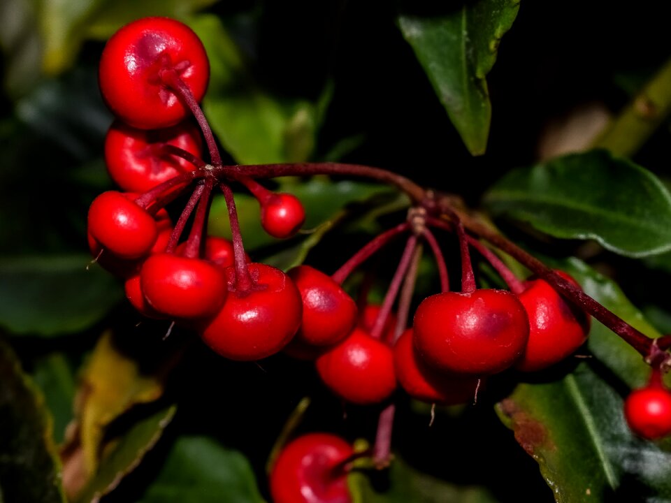 Plant garden red