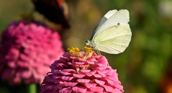 Pink insect at the court of