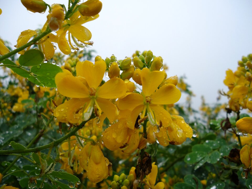 Yellow flowers wet rain