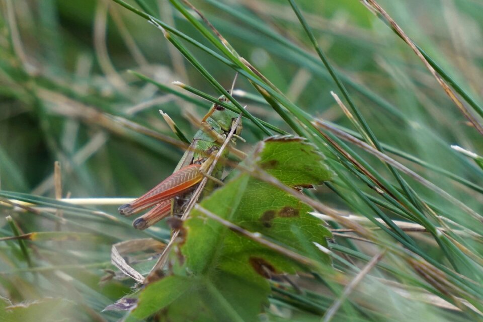 Grass blade of grass insect