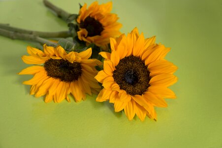 Sun flower natural yellow photo