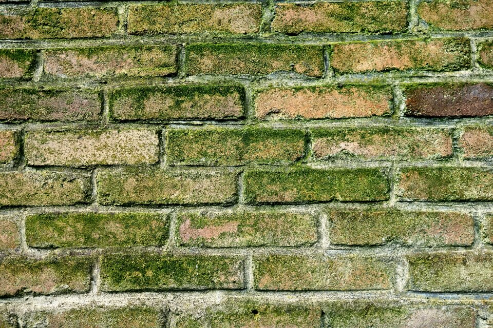 Green mold mold covered brick masonry