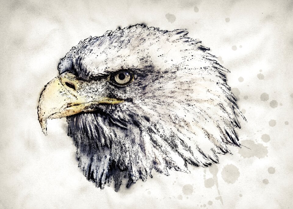 Bird raptor nature