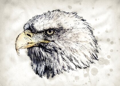 Bird raptor nature