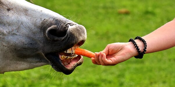 Eat funny carrot photo