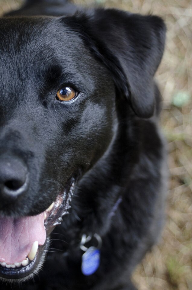 Doggie animal outdoors