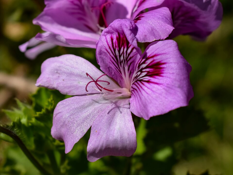 Garden floral petal