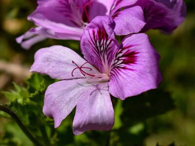 Garden floral petal