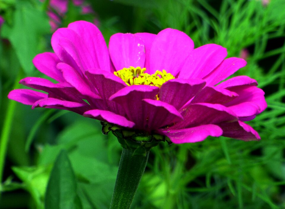 Summer flowers nature petals