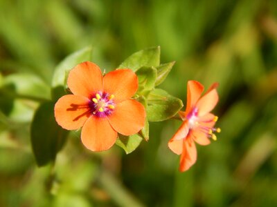 Small wild flower macro