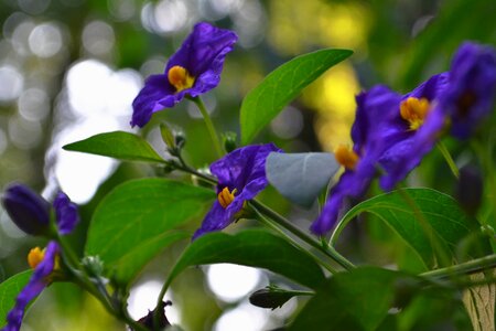 Flower nature purple flower photo