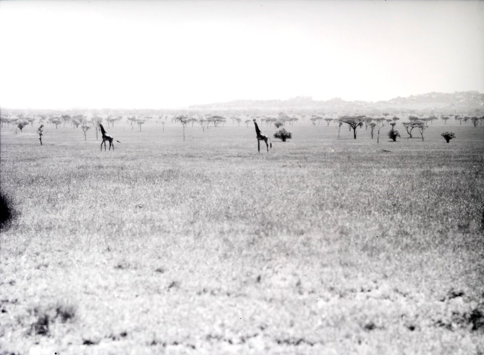 ETH-BIB-Giraffen in der Serengeti-Kilimanjaroflug 1929-30-LBS MH02-07-0374