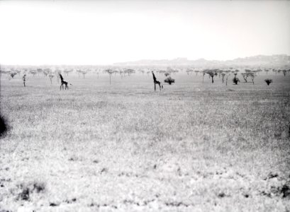 ETH-BIB-Giraffen in der Serengeti-Kilimanjaroflug 1929-30-LBS MH02-07-0374 photo