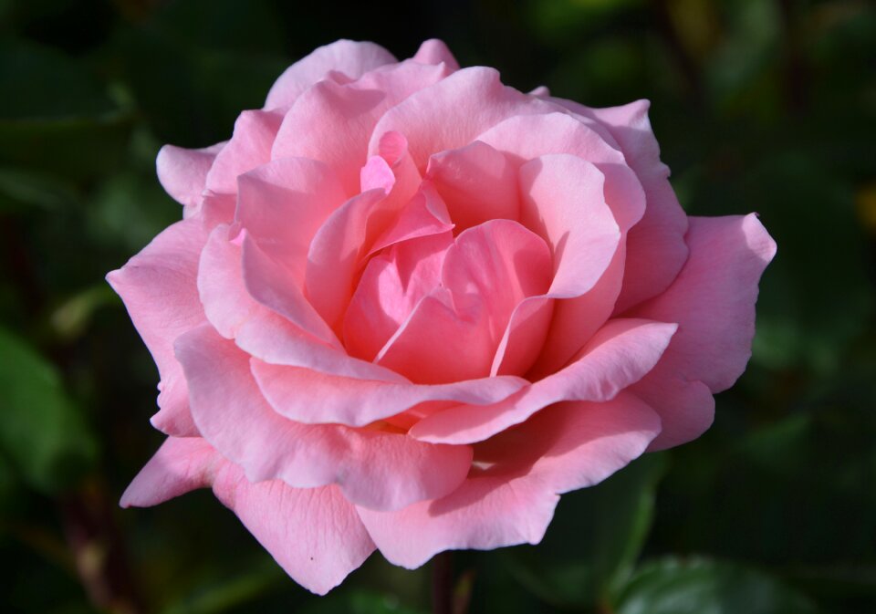 Shrub spicy pink flowers pink flower