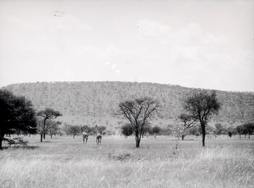 ETH-BIB-Giraffen in der Serengeti-Kilimanjaroflug 1929-30-LBS MH02-07-0065