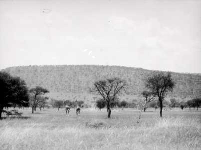 ETH-BIB-Giraffen in der Serengeti-Kilimanjaroflug 1929-30-LBS MH02-07-0065 photo