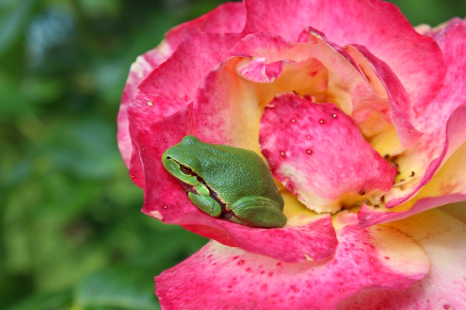 Frog rose residents nature