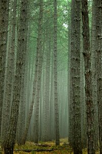 Background tribe pine