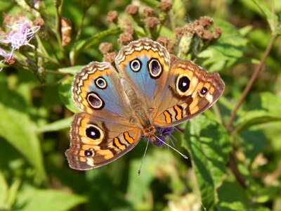 Colorful sucking wings of colors