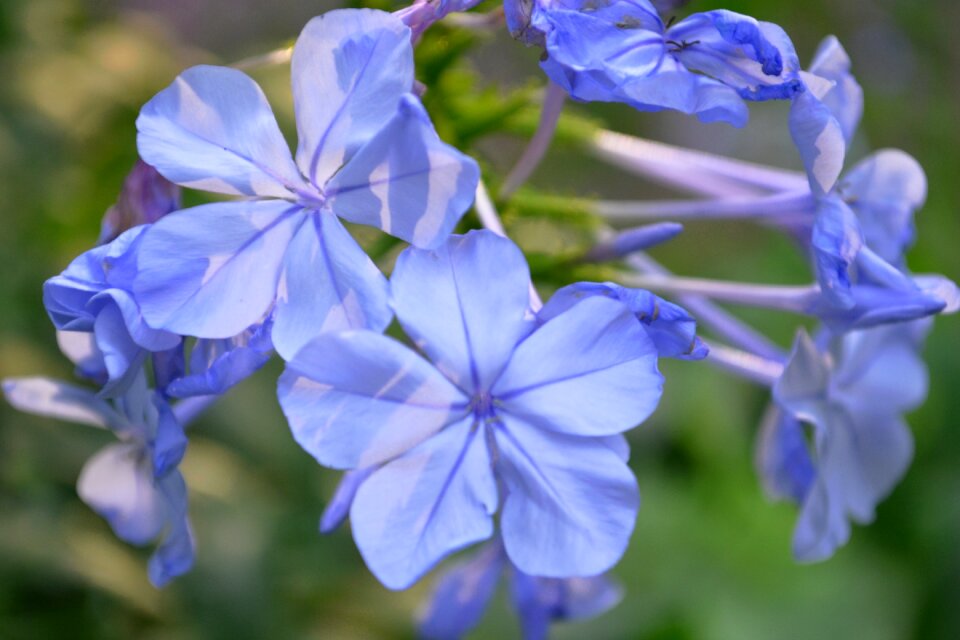 Flower nature purple flower