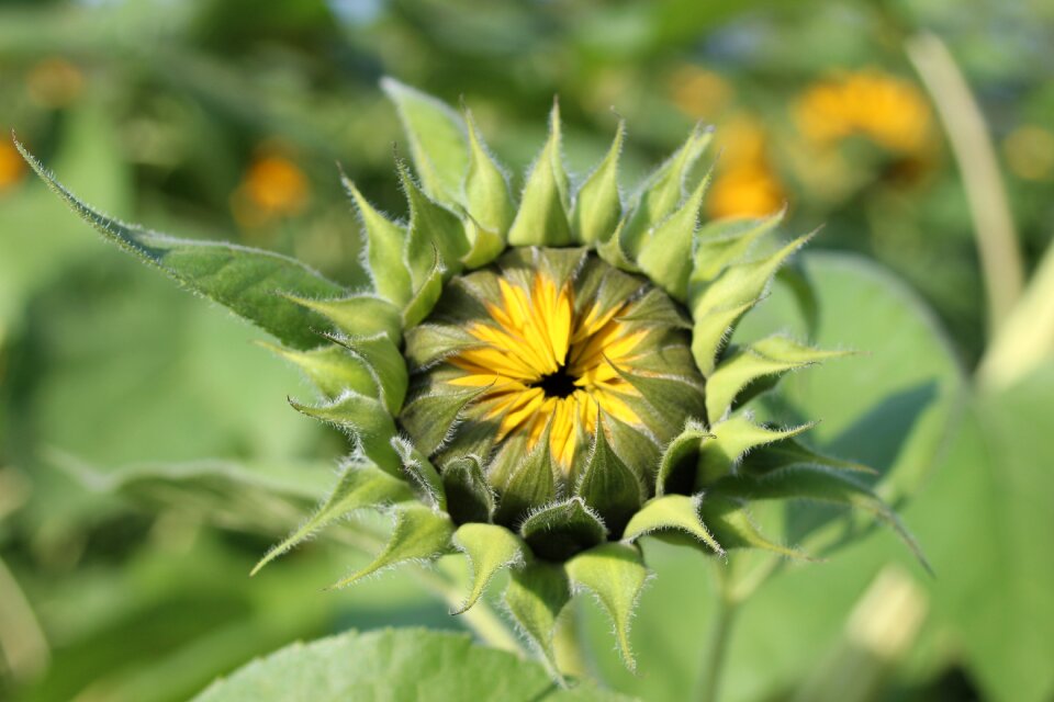 Switzerland sunflower nature
