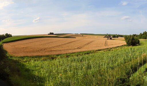 Corn sunflower wheat