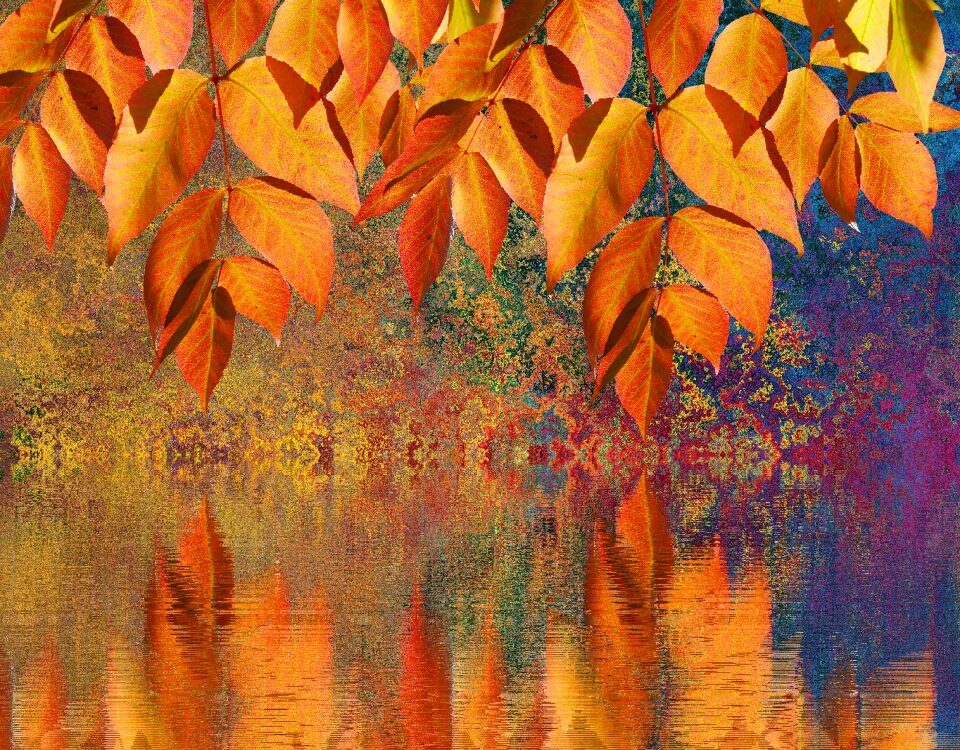 Leaves fall color color