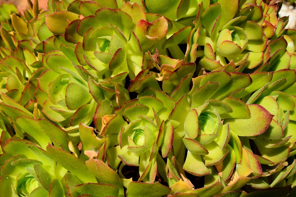 Leaf plant green