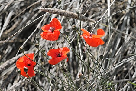 Flowers red nature