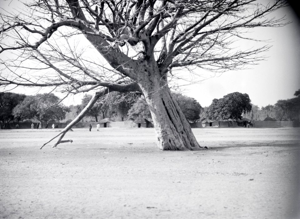 ETH-BIB-Grosser Baum bei einer afrikanischen Stadt-Tschadseeflug 1930-31-LBS MH02-08-0751