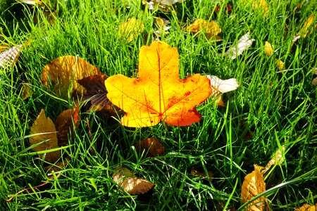 Fallen leaf autumn colors seasonal photo