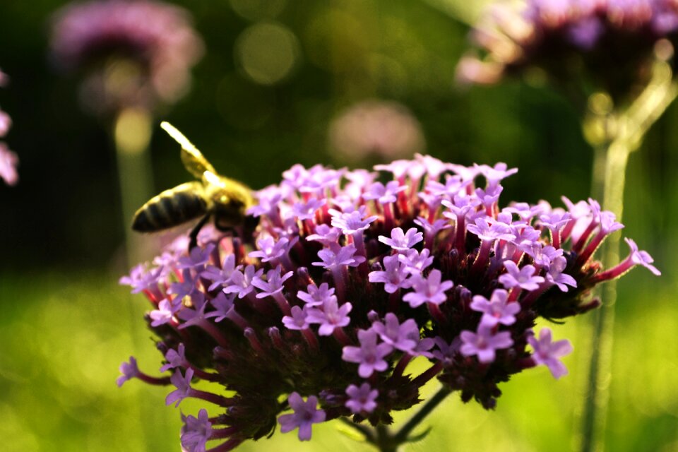 Flower nature purple flower