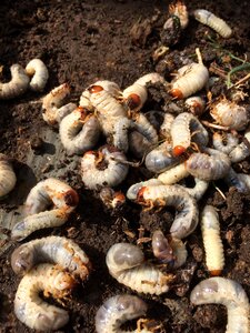 Fungus desktop grub