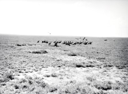 ETH-BIB-Gruppe Aasgeier in Serengeti-Kilimanjaroflug 1929-30-LBS MH02-07-0372