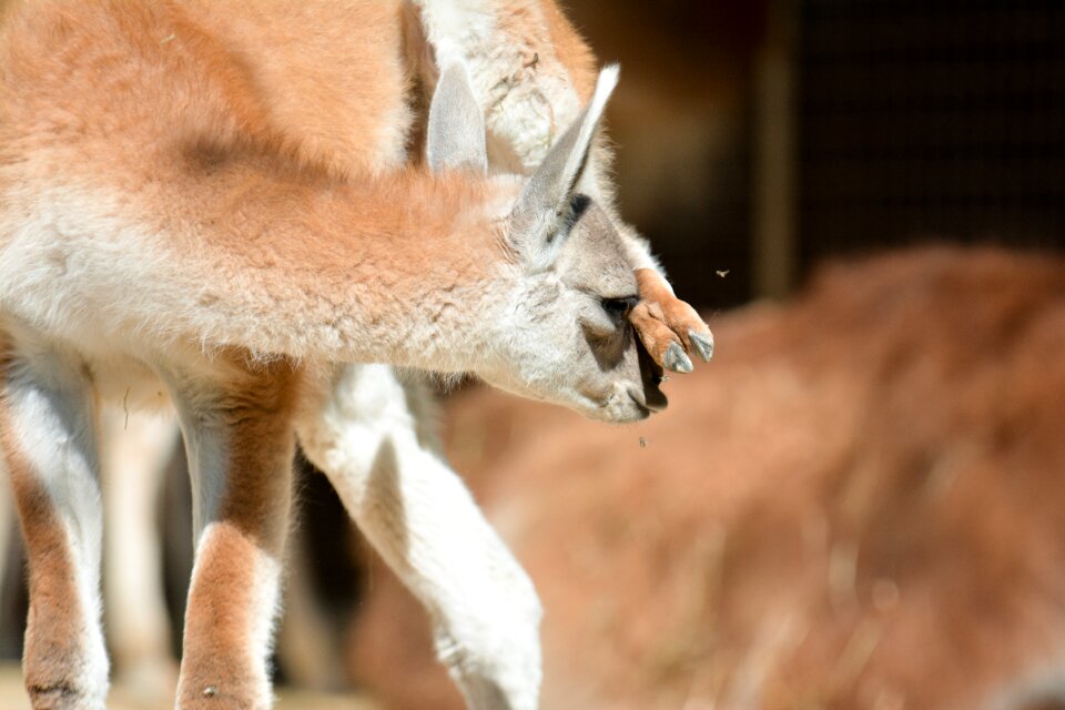 Mammal fur zoo