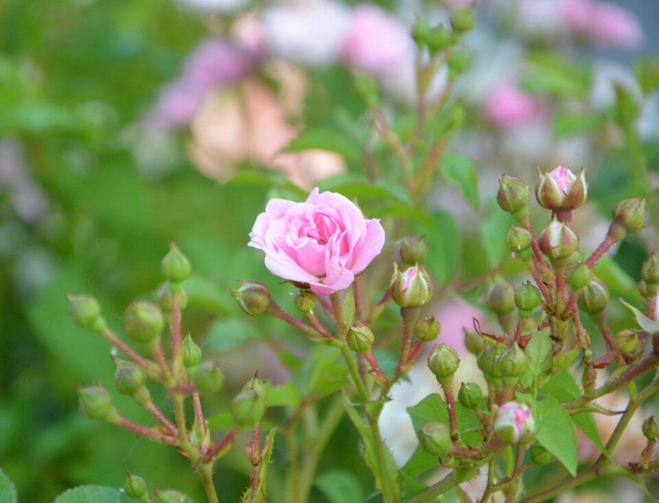 Green leaves rosebush nature