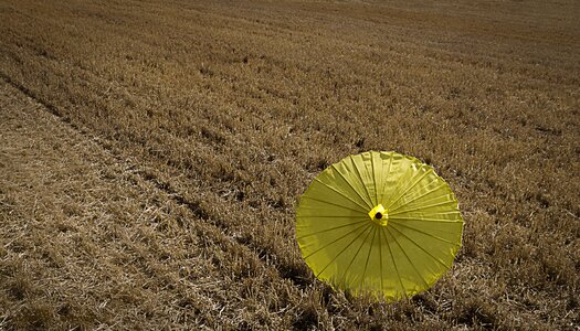 Wheat sunshade nature