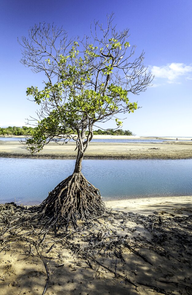 Saunders beach mangrove