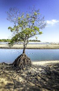 Saunders beach mangrove