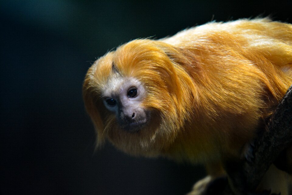 Animal world fur young