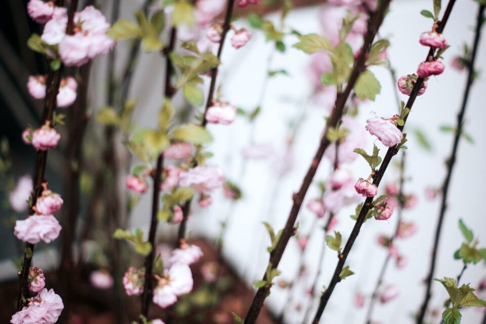 Nature plant blur