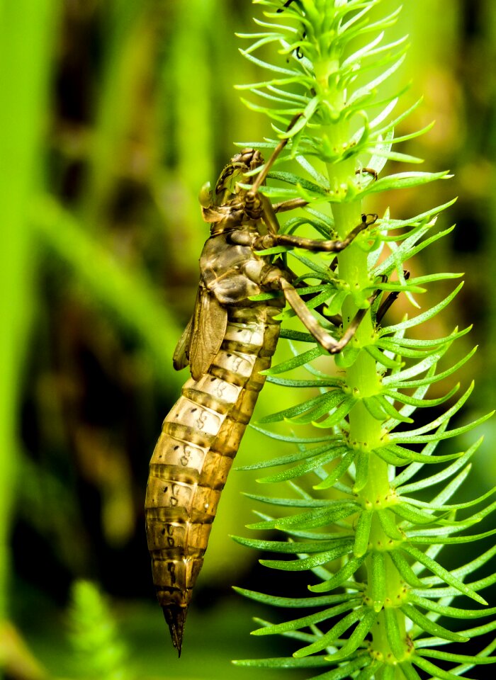 Larva close up garden
